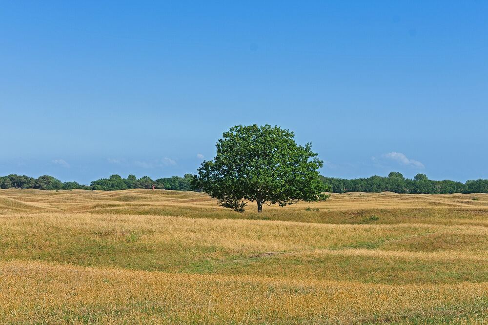 Open duinlandschap met droog zomergras en een enkele boom in natuurgebied Duinen van Goeree bij Ouddorp
