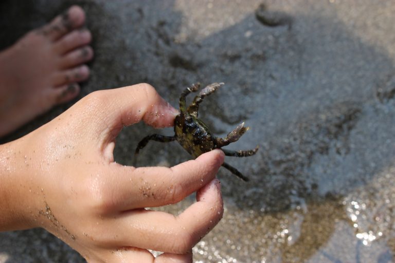 Strandexcursie: Sleepnetvissen langs het strand — natuur in Ouddorp